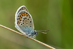 David Plant Photography - Wildlife Photography - Silver studded blue - G